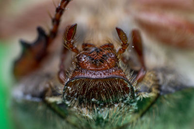 Close-up of spider