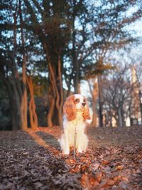 View of dog in forest