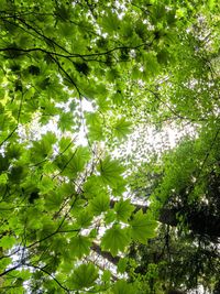 Low angle view of tree against sky