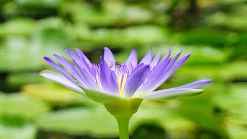 Close-up of lotus water lily blooming outdoors