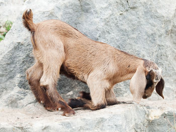 Kid goat on rock