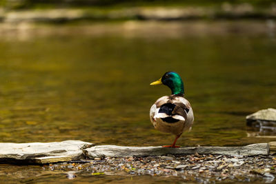 Bird perching on a lake