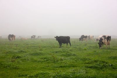 Cows grazing in a field