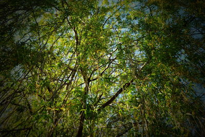 Low angle view of bamboo trees in forest