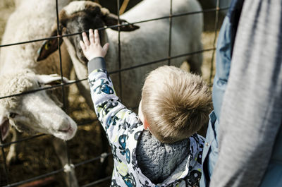 High angle view of boy stroking goat while standing with brother