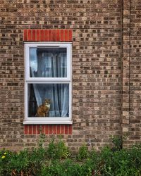Cat on window of brick wall