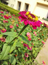 Close-up of pink flowers