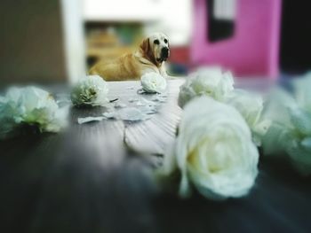 High angle view of puppy sitting