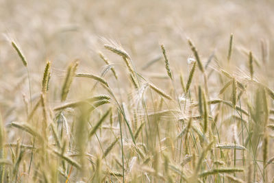 Wheat plants on field