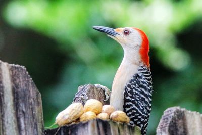 Close-up of bird perching on tree