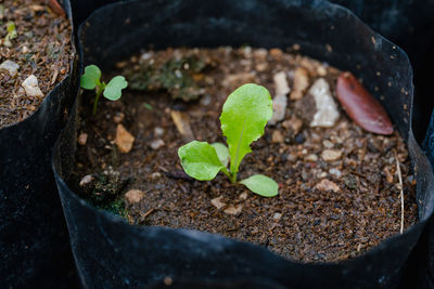 High angle view of potted plant growing on field