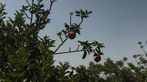 Low angle view of fruits on tree against sky