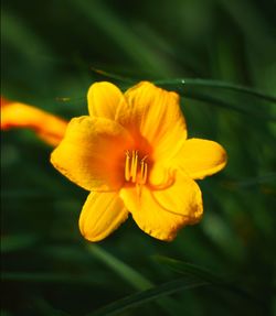 Close-up of yellow flower