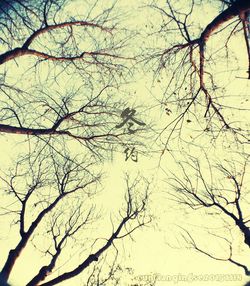 Low angle view of bare tree against sky