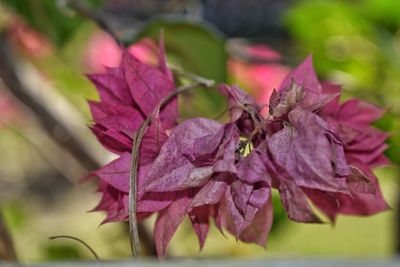 Close-up of pink flower