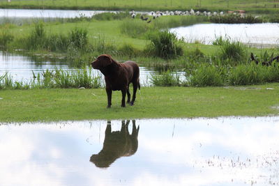 Horse standing in a lake