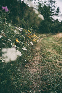 View of flowers growing in field