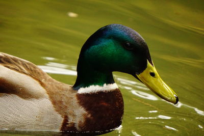 Close-up of a duck in lake