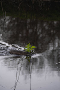 Plant growing in lake