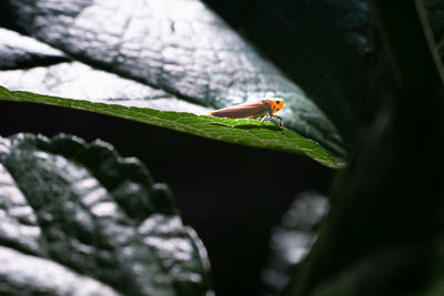 Orange leafhopper, bothrogonia perched on green leaves and sunshine.