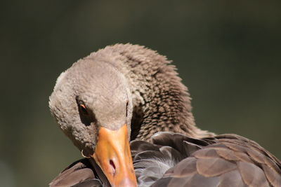 Close up of bird