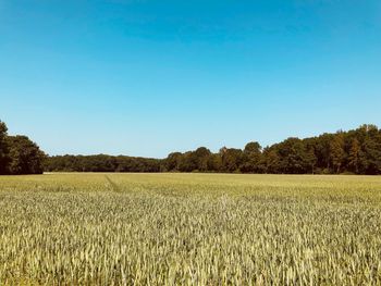 Scenic view of agricultural field against clear blue sky