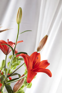 Close-up of red flower