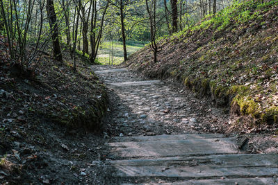 Footpath amidst trees in forest
