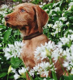 Close-up of dog sitting in flowers