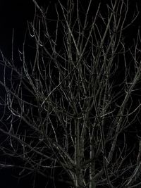 Low angle view of illuminated bare tree