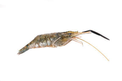 Close-up of insect on white background