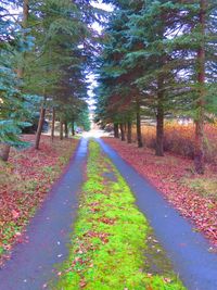 Footpath leading towards trees