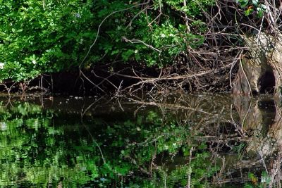 Reflection of trees in water