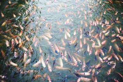 High angle view of koi carps swimming in sea