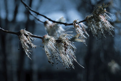 Close-up of plant