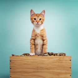 Portrait of a cat on wall