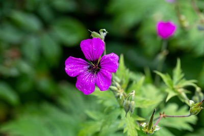 Close-up of pink flowering plant