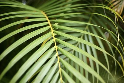 Close-up of palm leaves