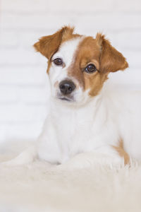 Close-up portrait of a dog