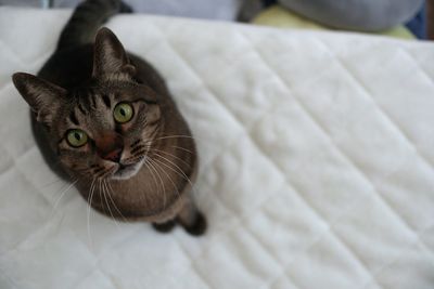 High angle view of cat on bed