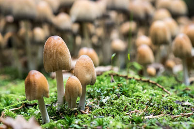 Mushrooms growing on field