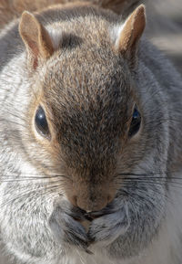 Close-up of squirrel