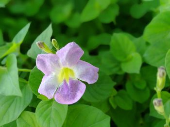 Close-up of purple flowering plant