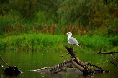 Bird perching on tree by lake