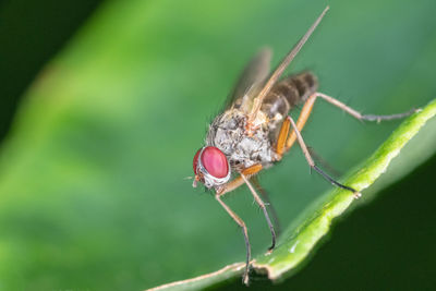 Close-up of fly on leaf - macro