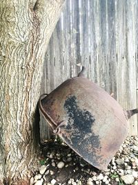 Close-up of tree trunk