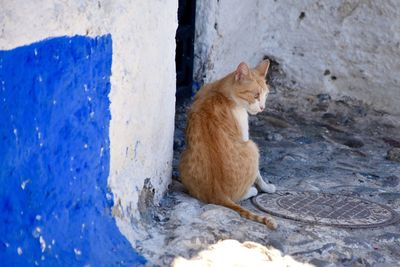 Close-up of domestic cat sitting at doorway