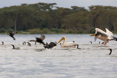 Birds in a lake