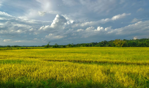 Scenic view of agricultural field against sky