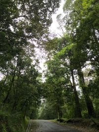 Road passing through forest